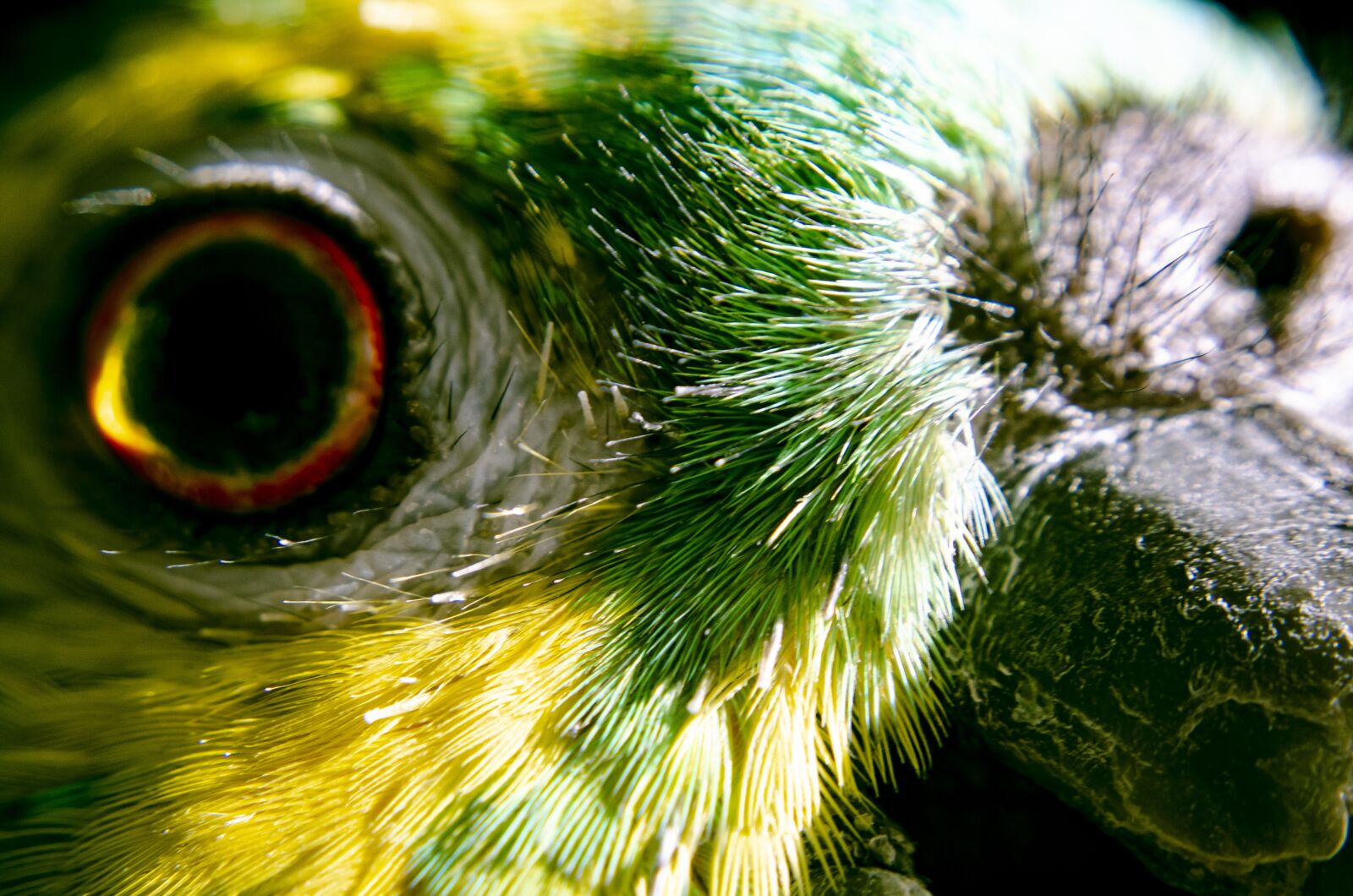 Nikon D7000 sample photo. Father, parrot, exotic photography