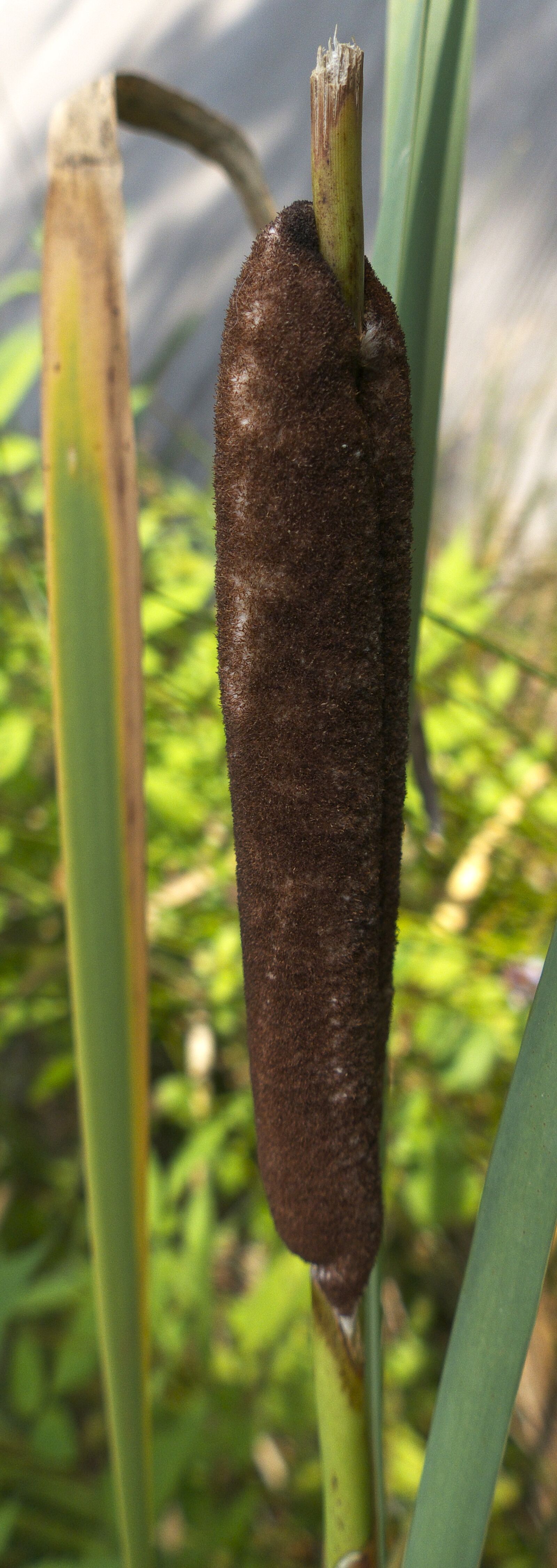 Panasonic Lumix DMC-FZ1000 sample photo. Cattail, waters, aquatic plant photography