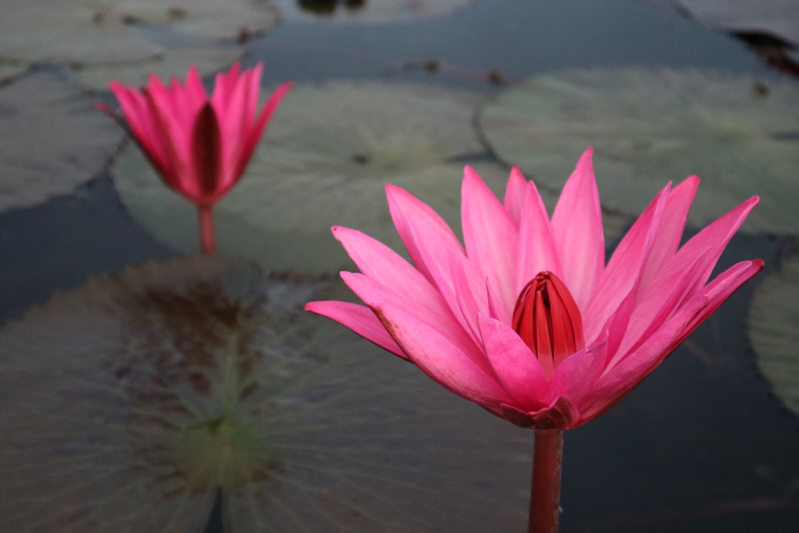 Canon EOS M3 sample photo. Flower, rose, lake photography