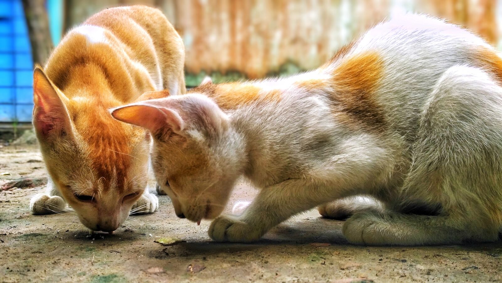 Xiaomi Redmi 3S sample photo. Cat, kitten, cute photography