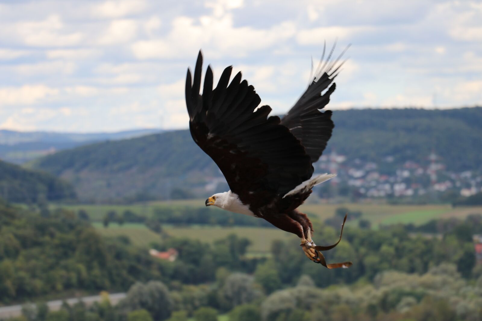 Canon EOS 80D sample photo. Adler, eagle, flying eagle photography
