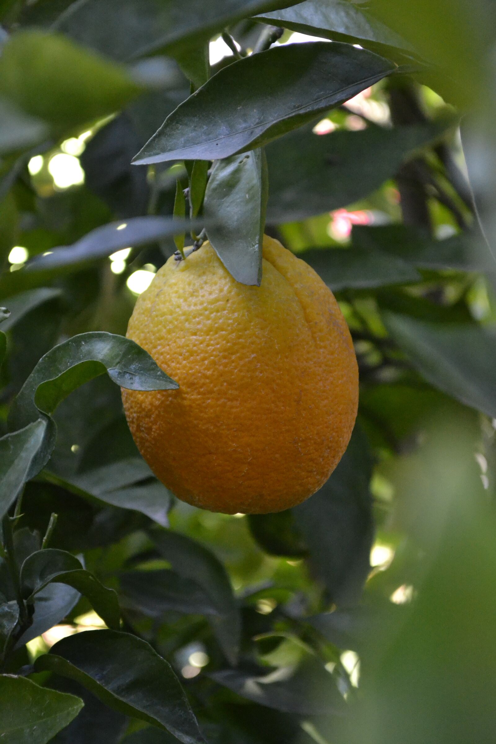 Nikon D3100 sample photo. Plants, fruit trees, orange photography