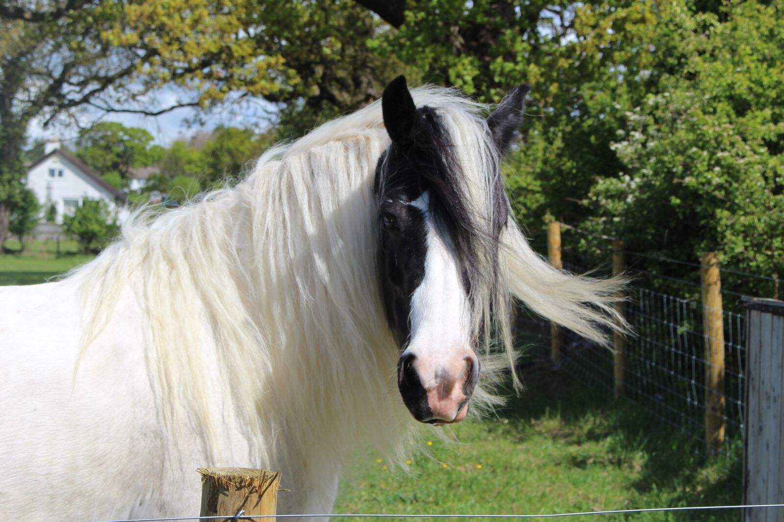 Canon EOS 100D (EOS Rebel SL1 / EOS Kiss X7) sample photo. Shire, horse, otley photography