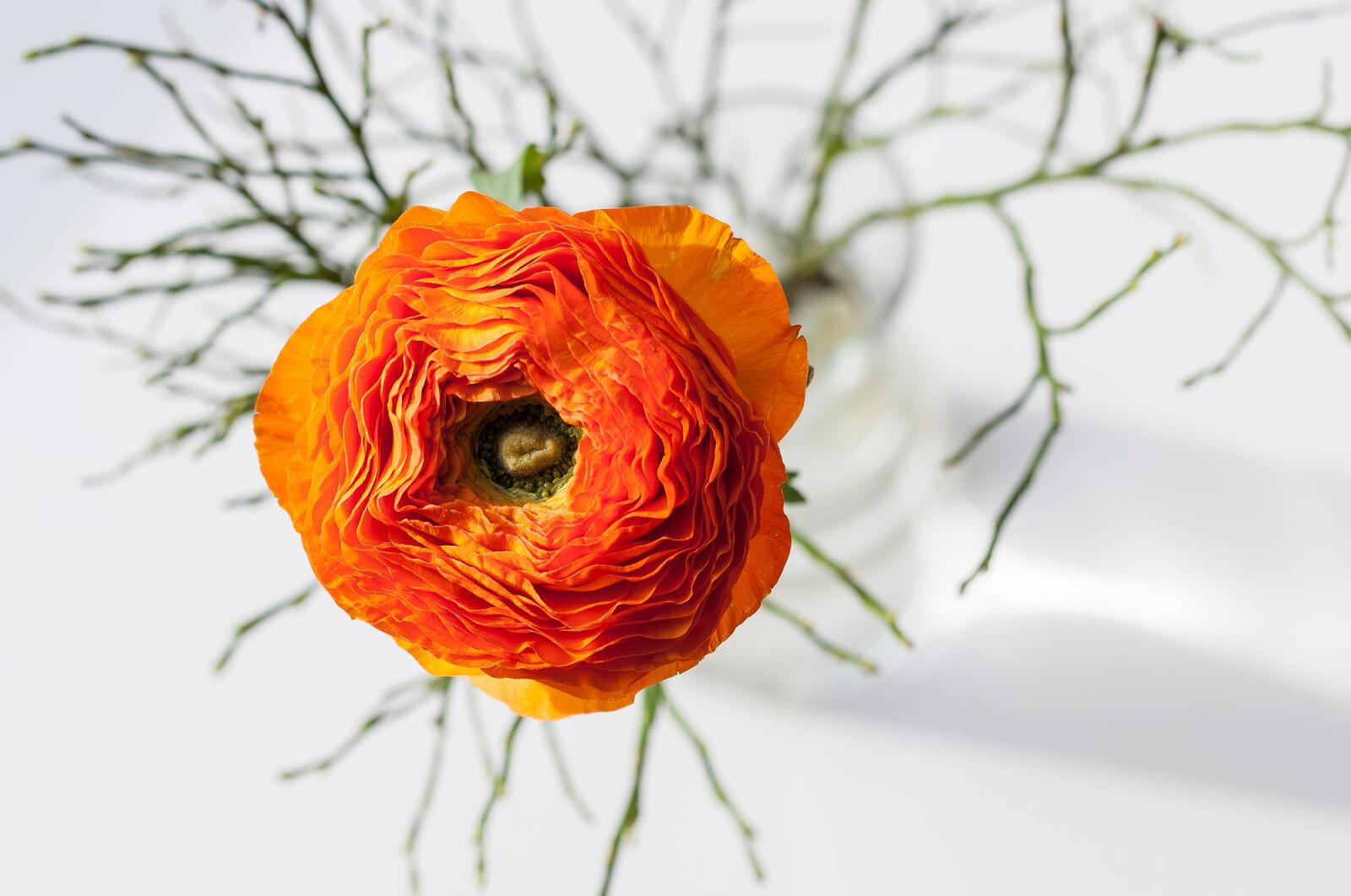 Nikon D90 sample photo. Ranunculus, flower, orange photography