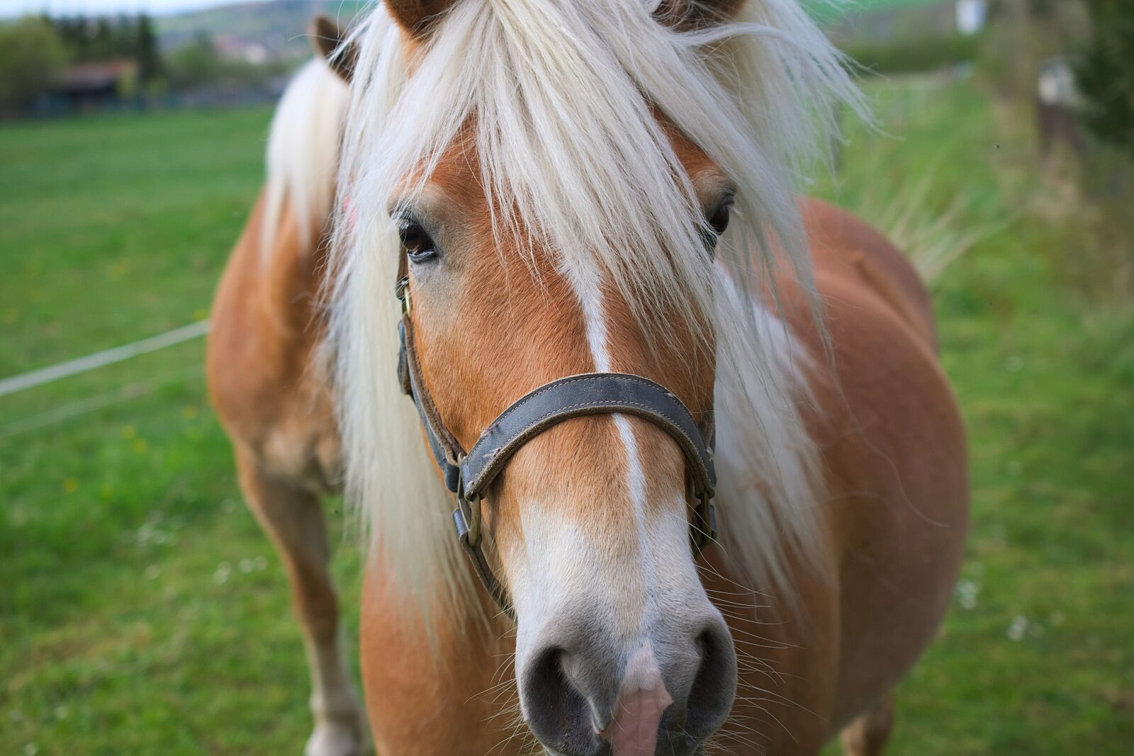 Nikon D3300 sample photo. Horse, brown, horse head photography