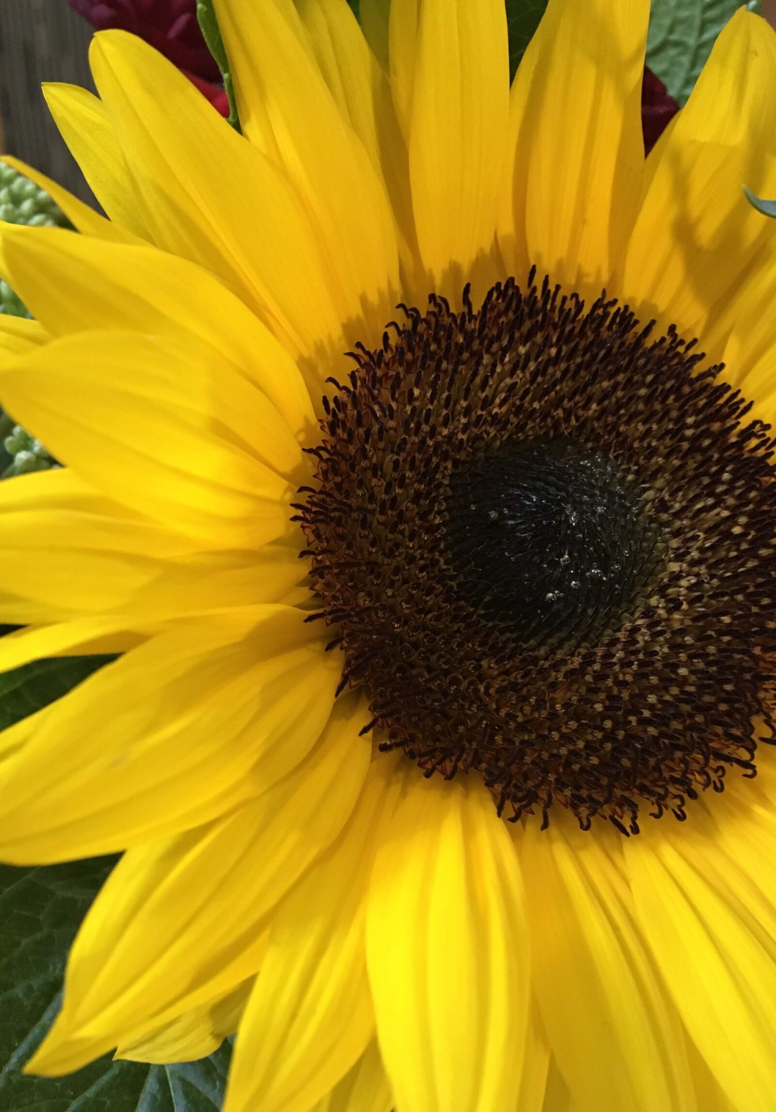 iPad Pro back camera 4.15mm f/2.2 sample photo. Sunflower, flower, bloom photography