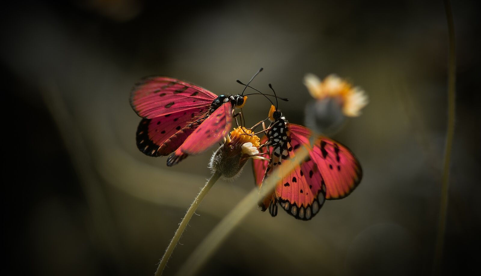 Nikon D5100 sample photo. Butterfly, red, couple photography