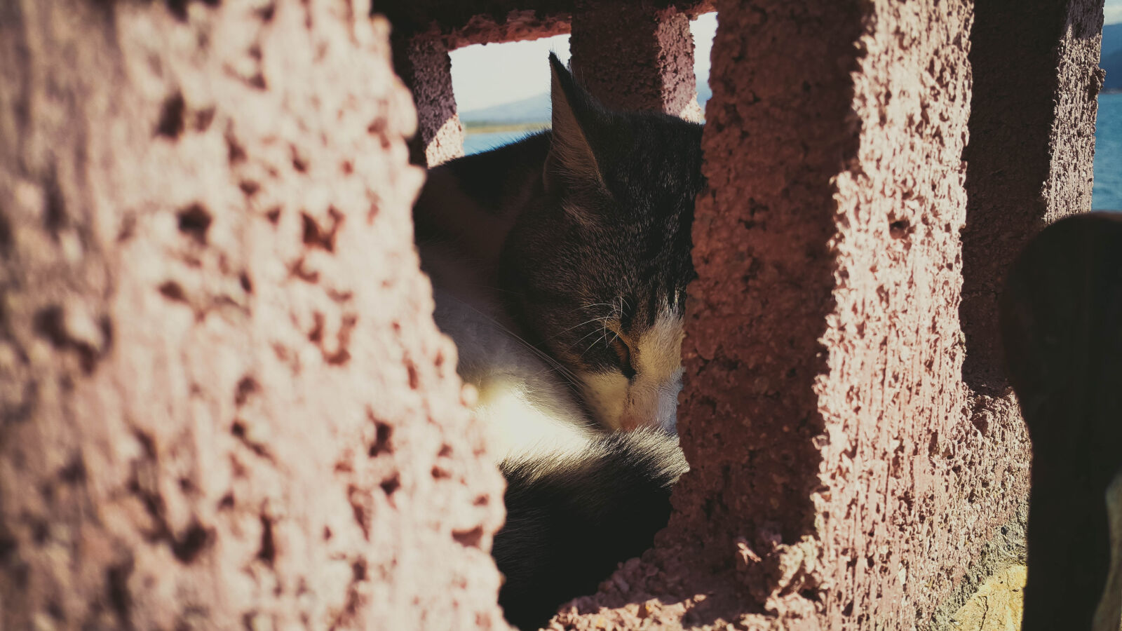 Samsung Galaxy Note4 sample photo. Cat photography