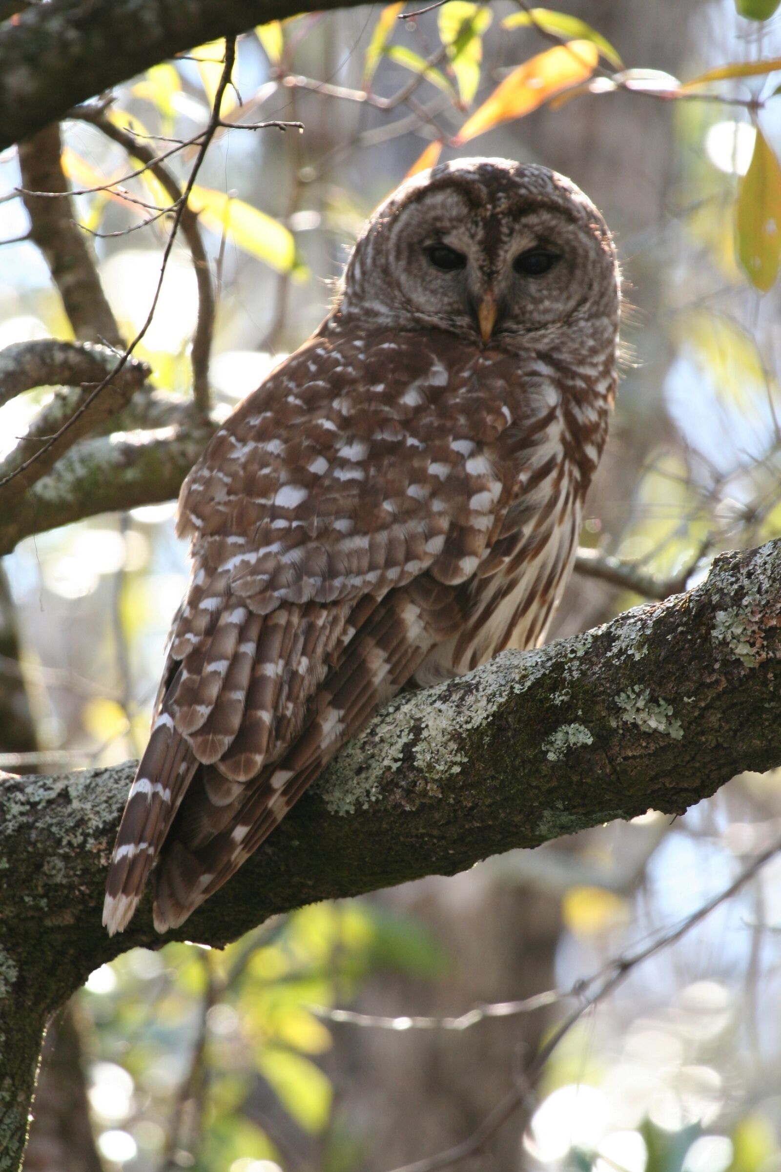 Canon EOS 350D (EOS Digital Rebel XT / EOS Kiss Digital N) sample photo. Barred owl, bird, wildlife photography