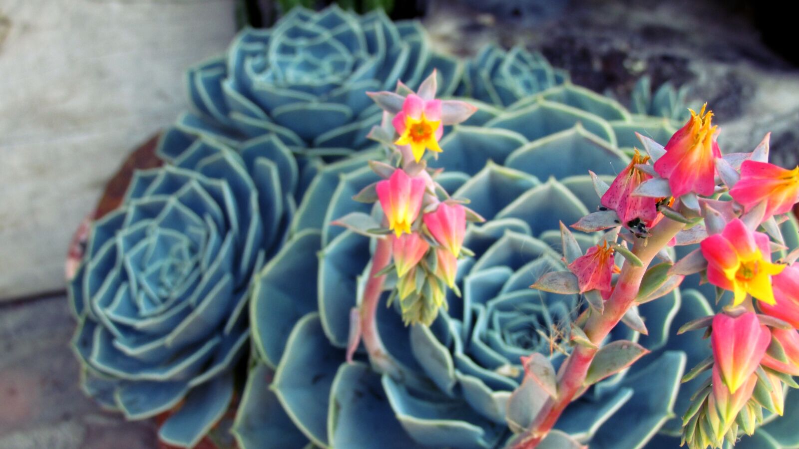 Canon PowerShot SX160 IS sample photo. Beautiful, flowers, beauty, cactus photography