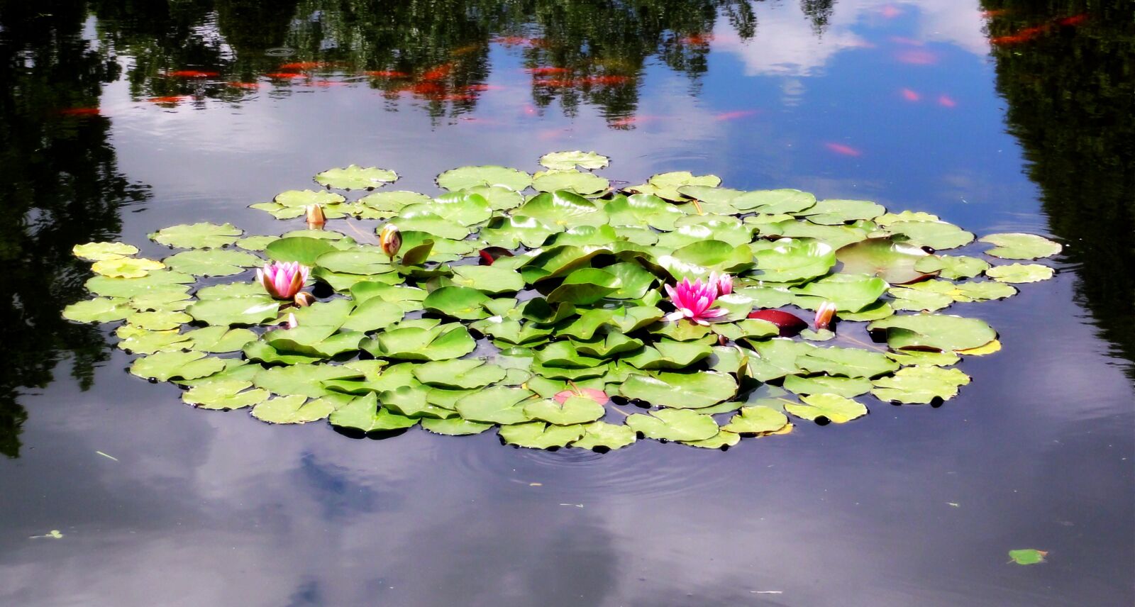 Sony DSC-HX5V sample photo. Water lilies, water lily photography
