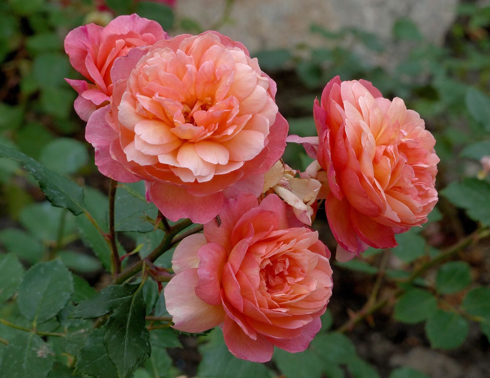 Panasonic Lumix DMC-FZ200 sample photo. Roses, flowers, pink roses photography