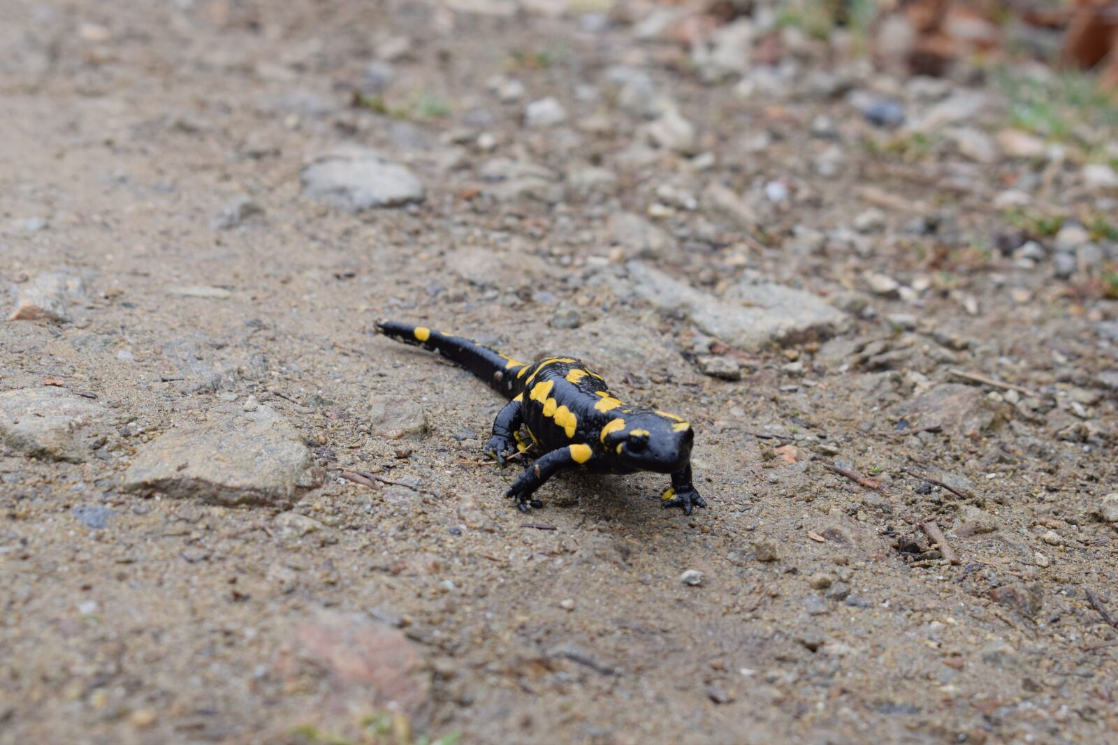 Nikon D3300 sample photo. Fire salamander, animal, nature photography