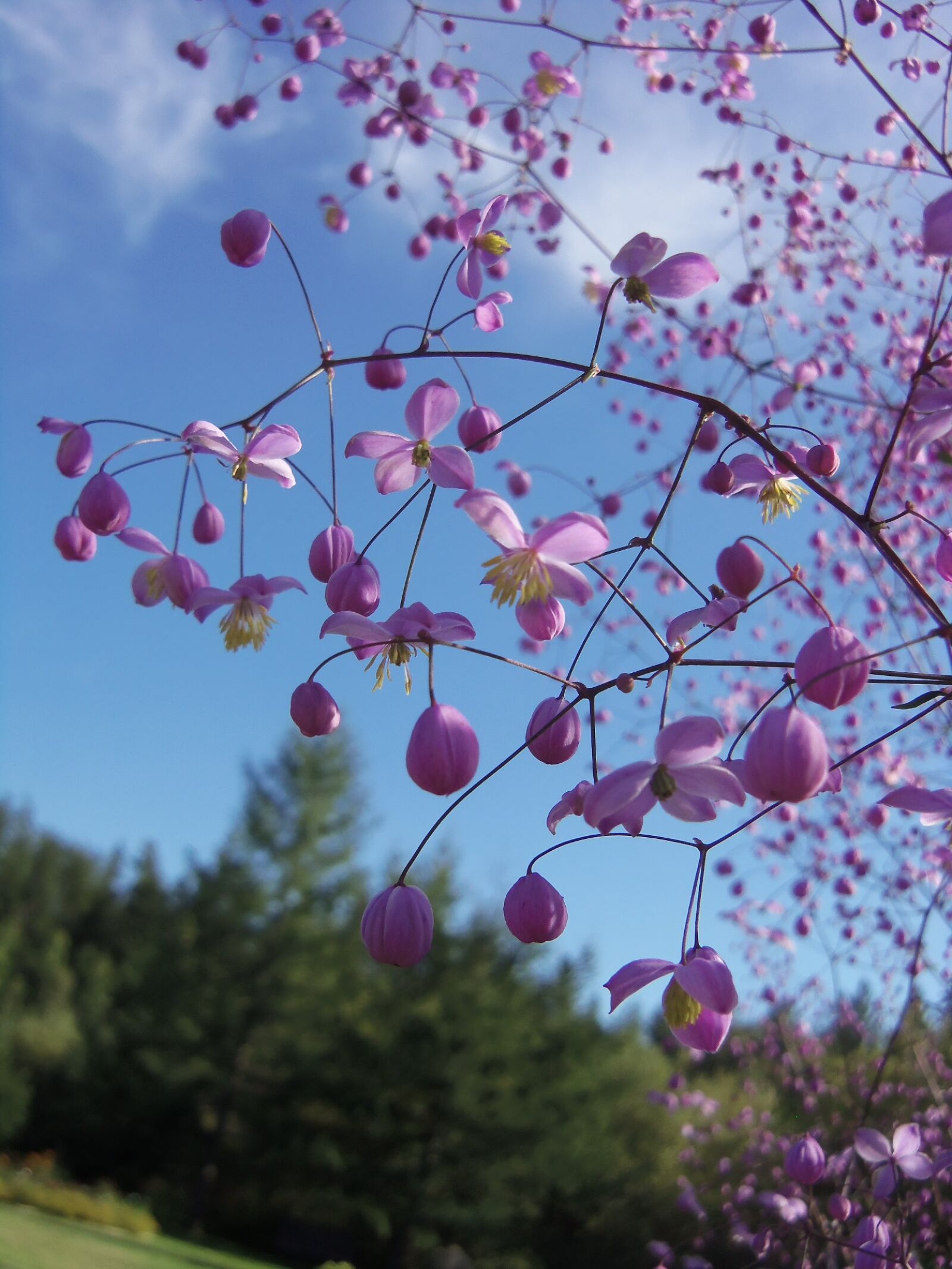 Kodak EASYSHARE CAMERA, M5350 sample photo. Canadian, flowers, spring photography