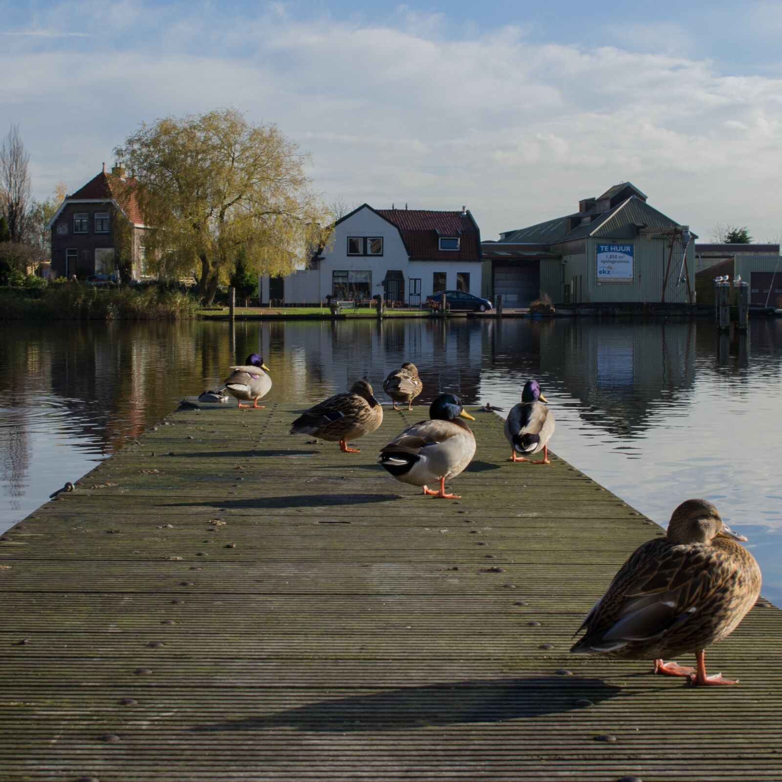 Nikon D3100 sample photo. River, duck, scaffolding photography