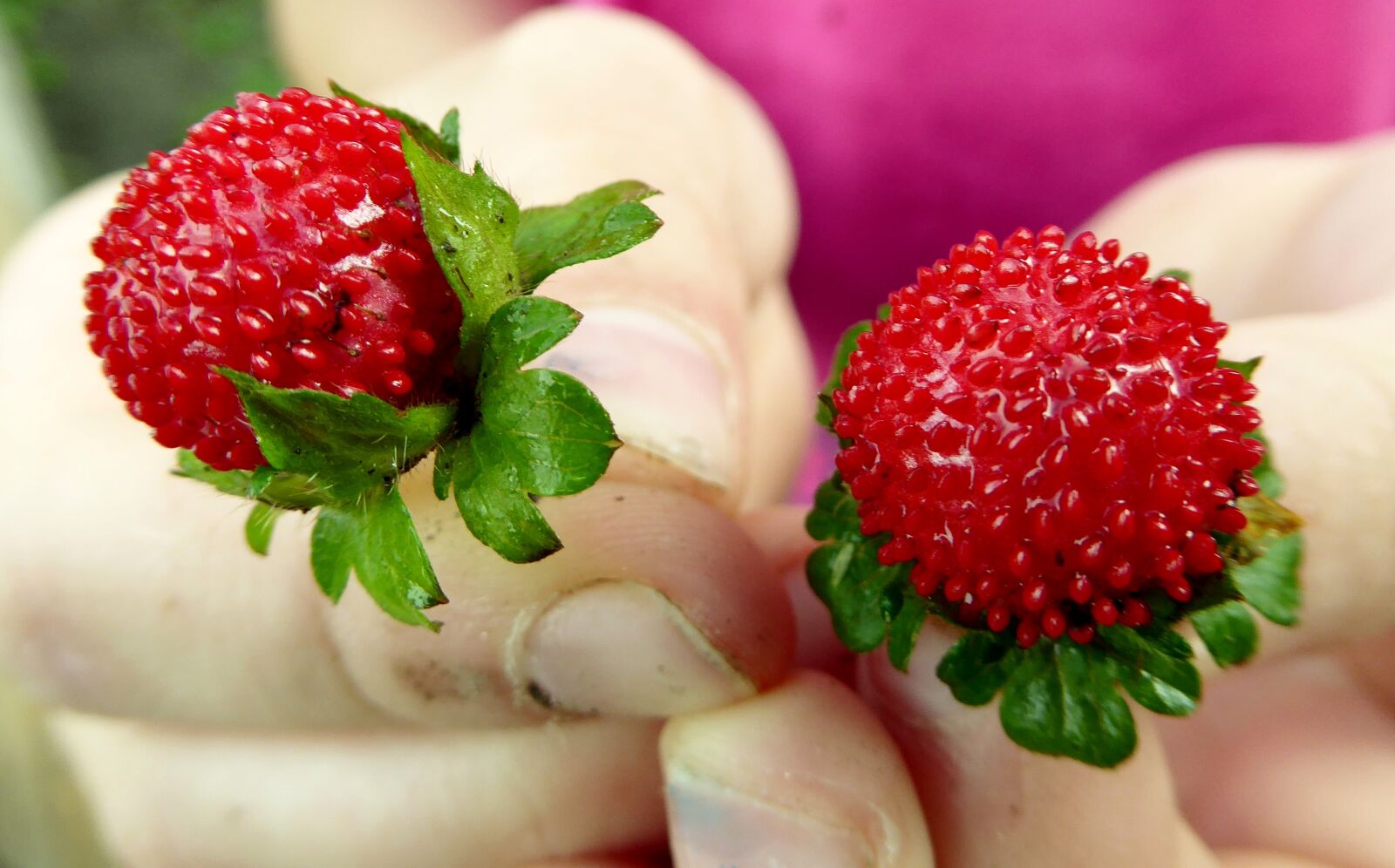 Panasonic Lumix DMC-ZS40 (Lumix DMC-TZ60) sample photo. Strawberry, wild strawberry, fruit photography