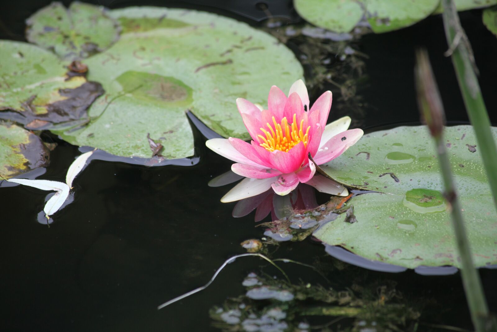 Canon EOS 5D Mark II sample photo. Water lily, brine, lotus photography
