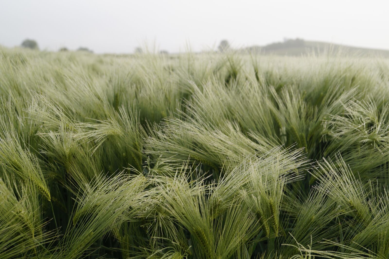 Sony DT 18-55mm F3.5-5.6 SAM II sample photo. Barley, drop of water photography