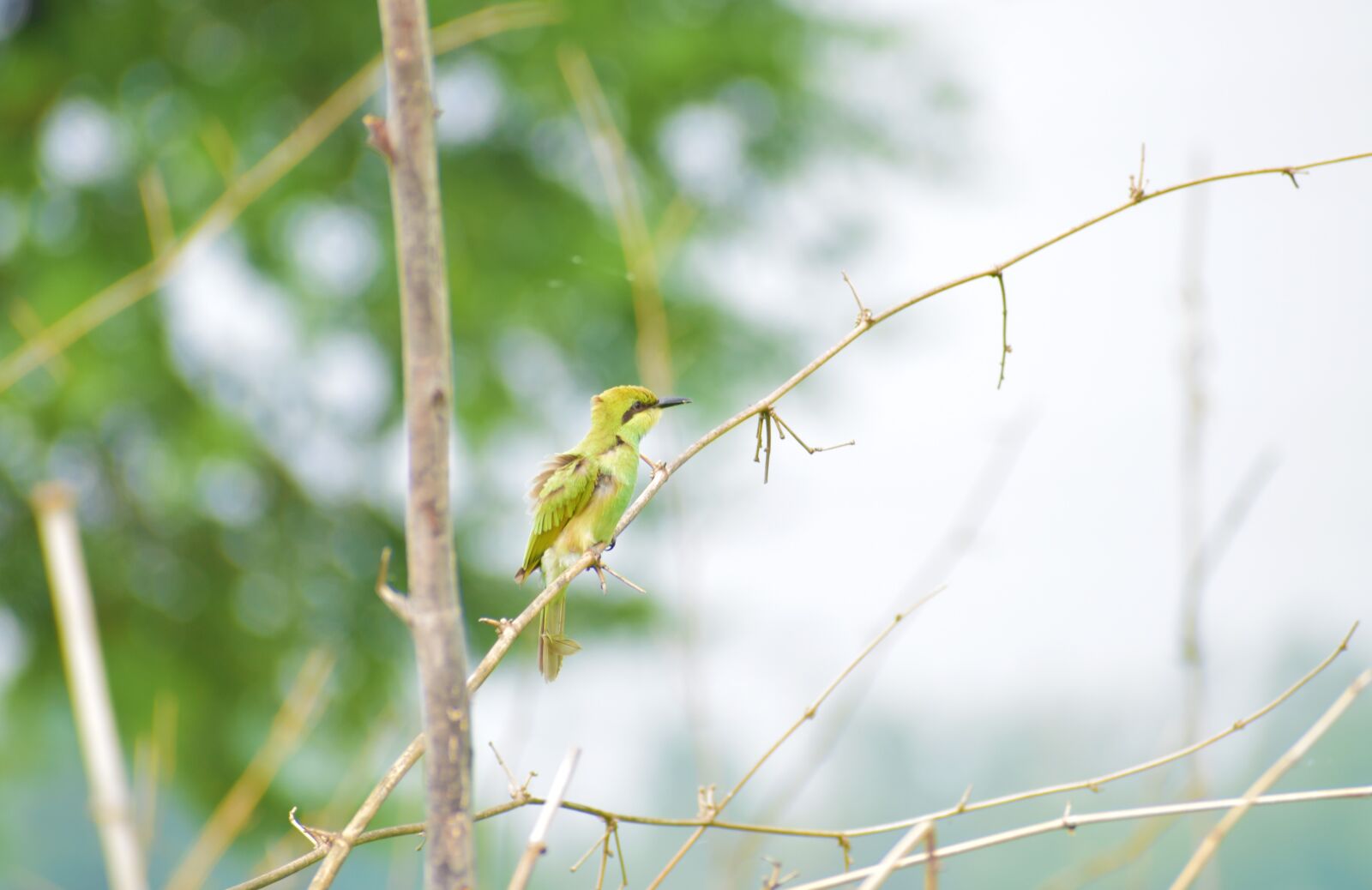 Nikon D5600 sample photo. Nature, green, bird photography