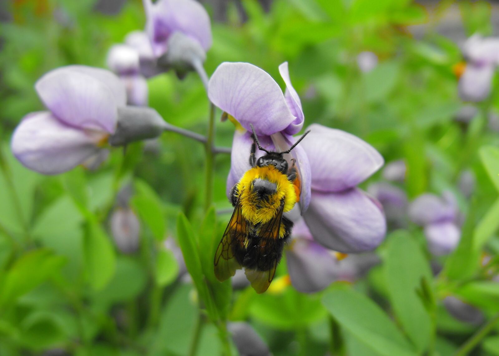 Fujifilm FinePix S1000fd sample photo. Bee, flower, macro photography