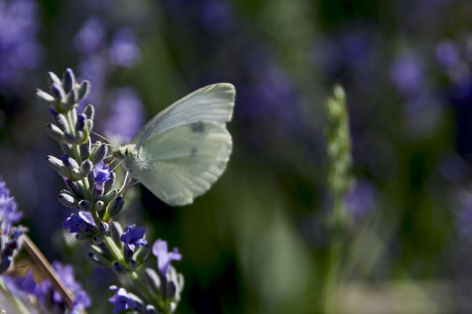 Canon EOS 350D (EOS Digital Rebel XT / EOS Kiss Digital N) sample photo. Butterfly, beauty, fauna photography