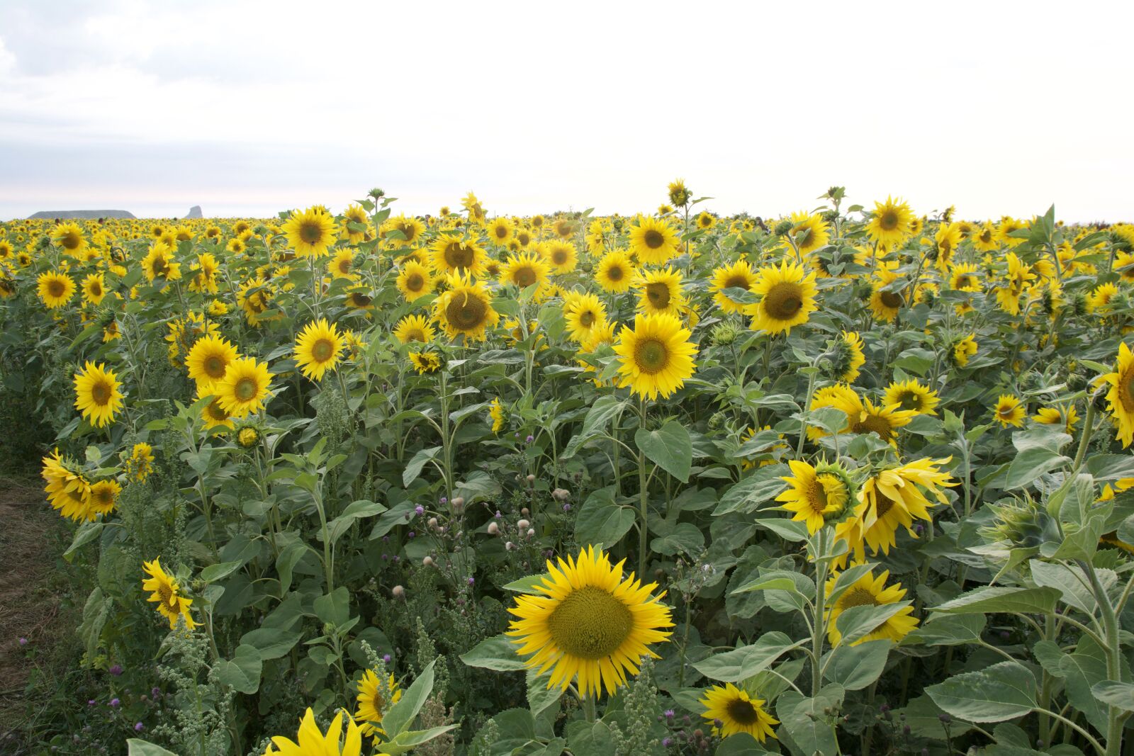 Nikon D7100 sample photo. Sunflower, bloom, yellow photography