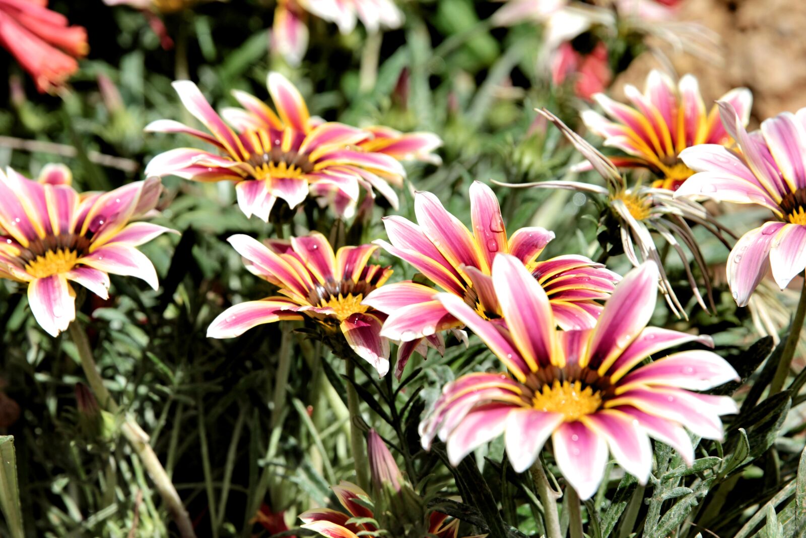 Canon EOS 550D (EOS Rebel T2i / EOS Kiss X4) sample photo. Gazany to, gazania, flower photography