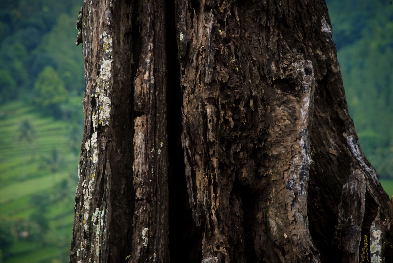 Nikon D80 sample photo. Tree, wood, nature photography