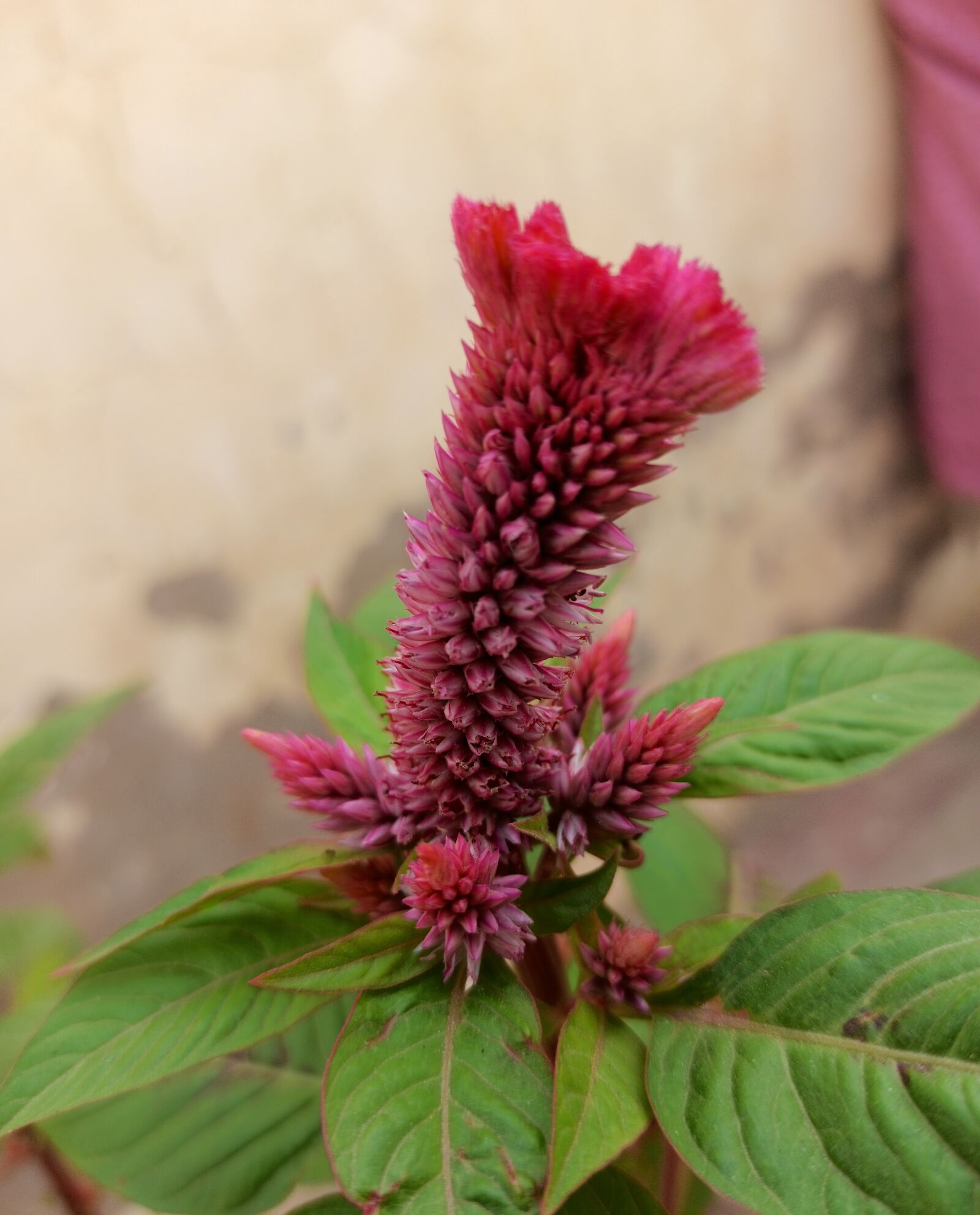 Xiaomi Redmi Note 8 Pro sample photo. Plant, flower, bloom photography