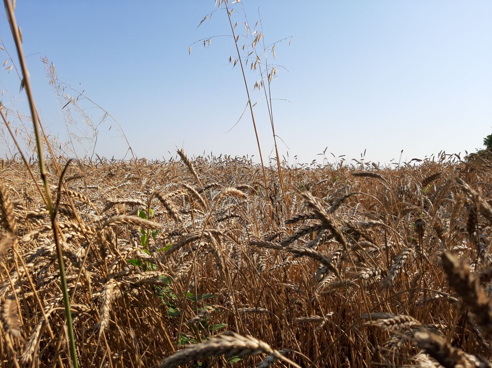 Samsung Galaxy A50 sample photo. Wheat, kolos, grain photography