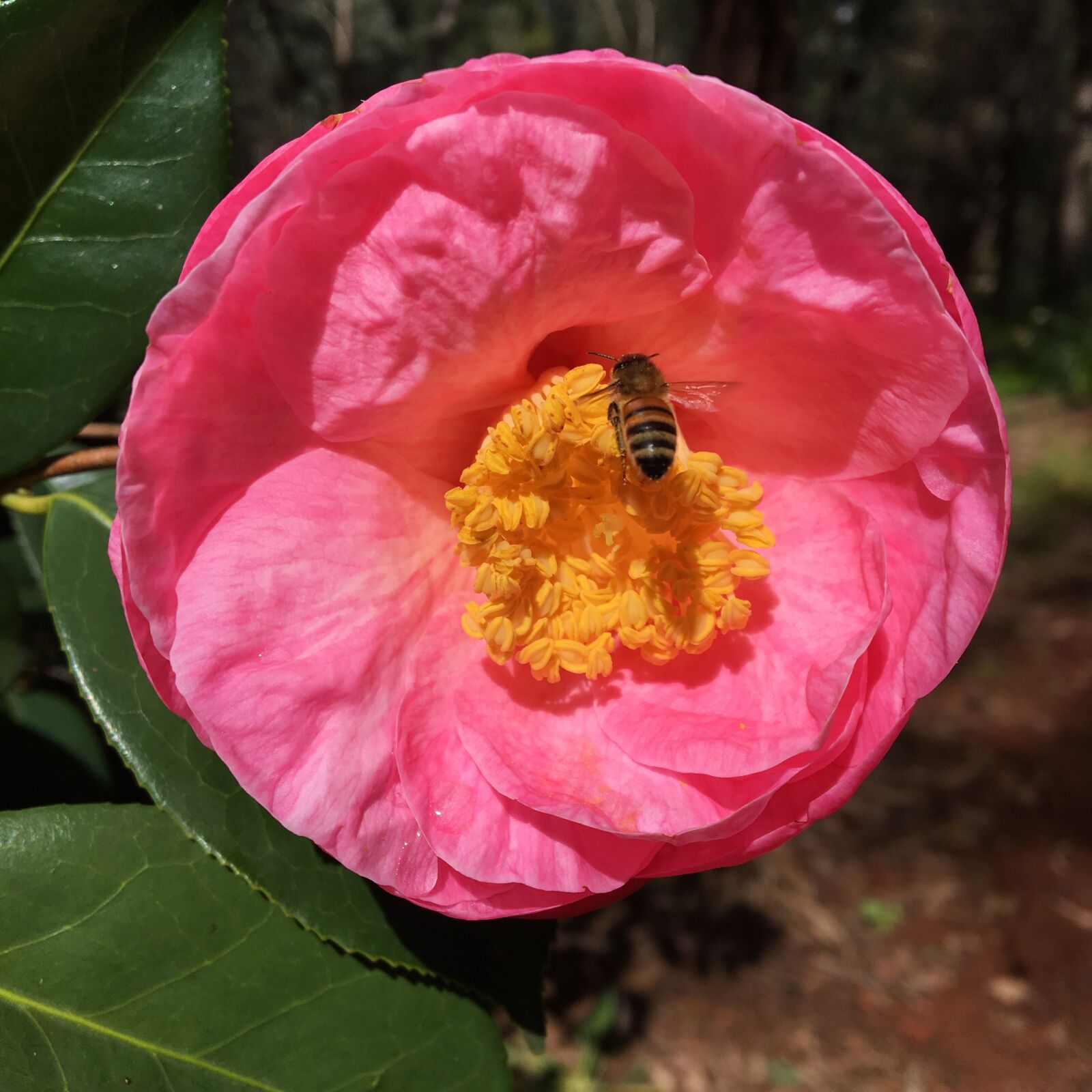 Apple iPhone 6s sample photo. Camellia, bee, araluen botanic photography