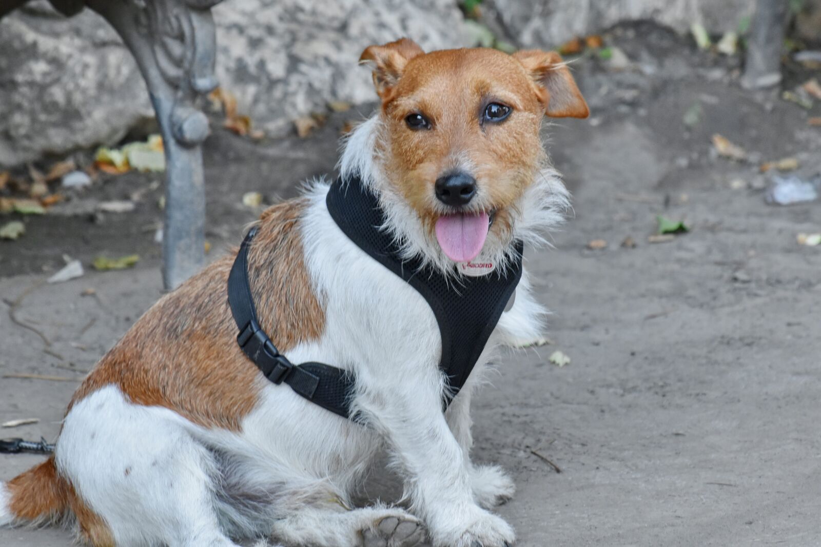 Nikon D5500 sample photo. Dog, light brown, animal photography