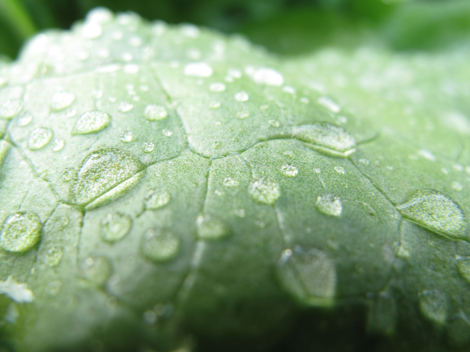 Canon PowerShot G10 sample photo. Lettuce, salad, vegetables photography