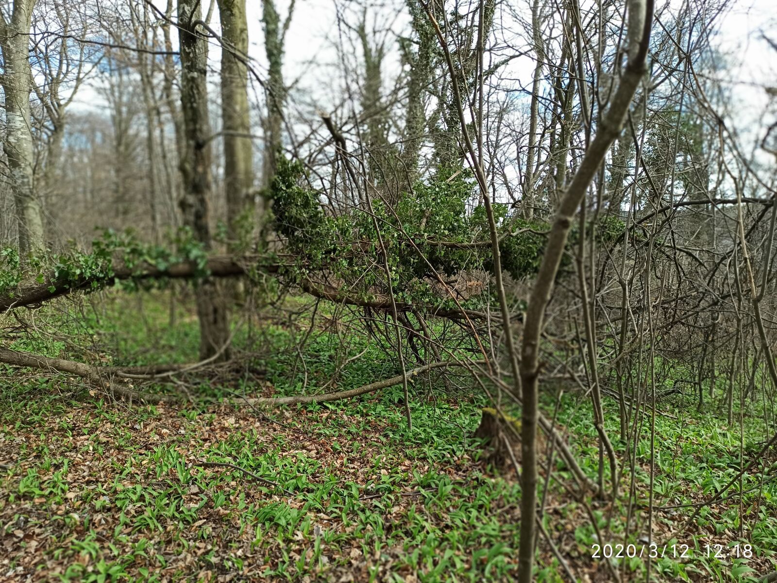 Xiaomi Redmi Note 8 Pro sample photo. Wild garlic forest, wienerwald photography