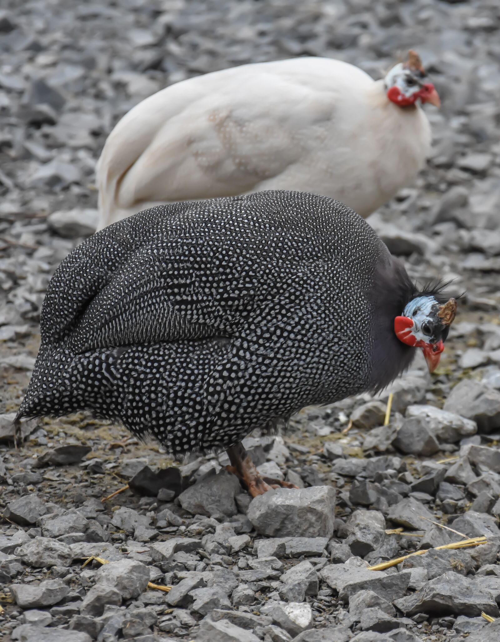 Nikon D7200 sample photo. Chicken, farm, bird photography
