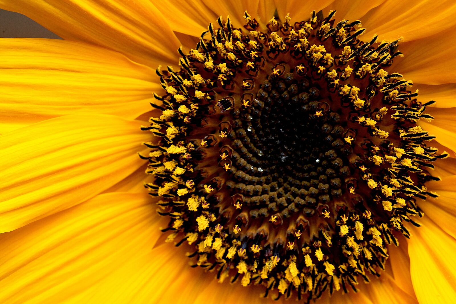 Canon EOS 5D Mark II sample photo. Sunflower, flower, yellow flowers photography