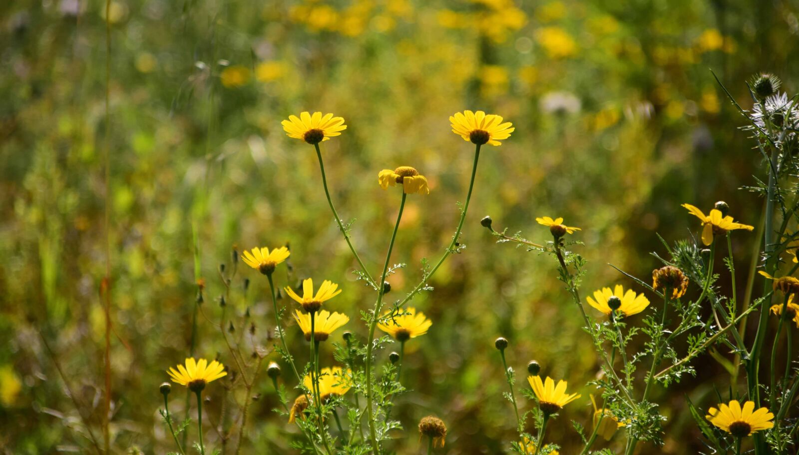 Nikon D3300 sample photo. Flora, grass, sun, field photography