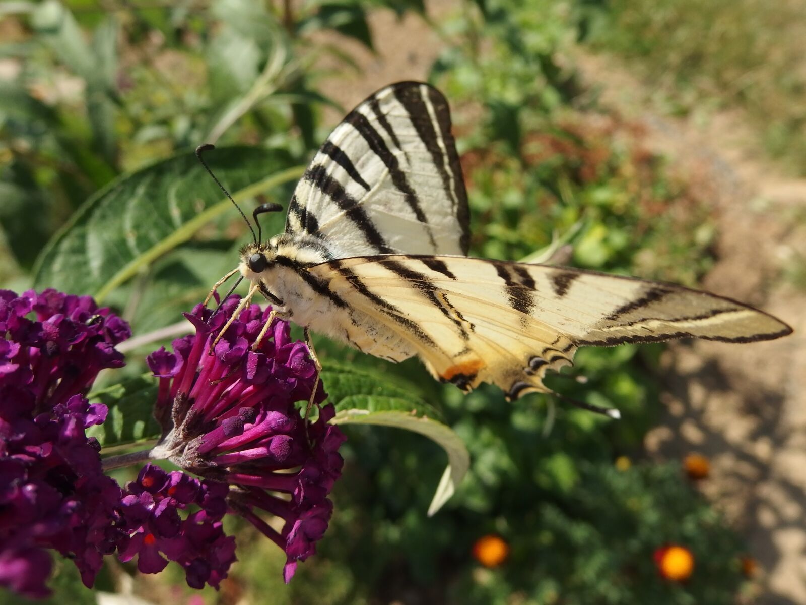 Olympus Stylus XZ-10 sample photo. Butterfly bush, swallowtail fruit photography