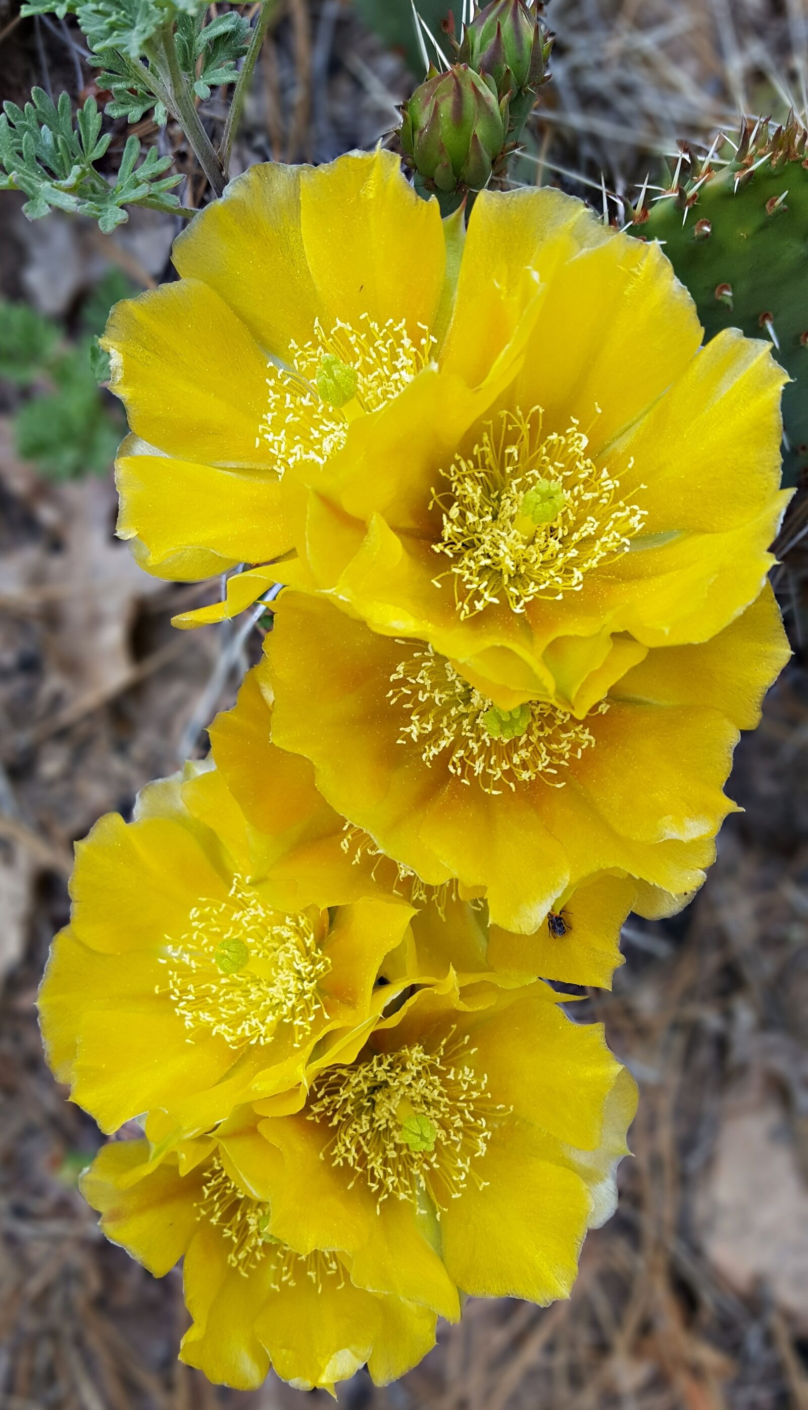 Samsung Galaxy S6 sample photo. Cactus flower, flower, cactus photography