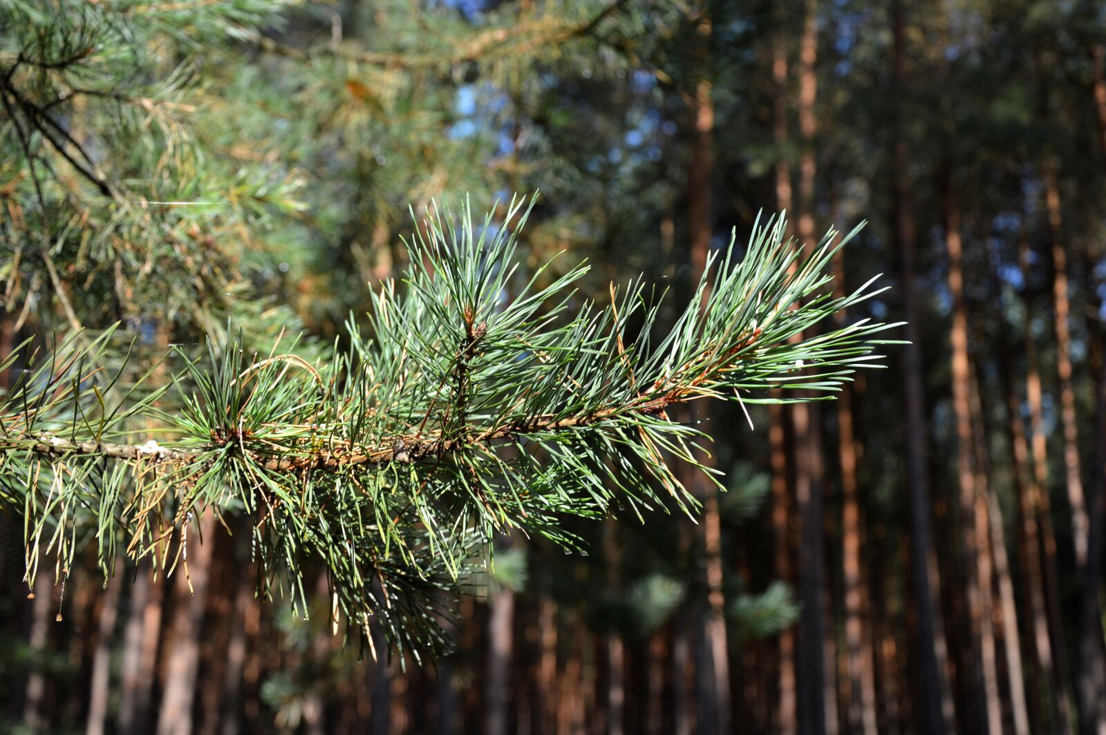 Nikon D3200 sample photo. Pine branch, forest, pine photography
