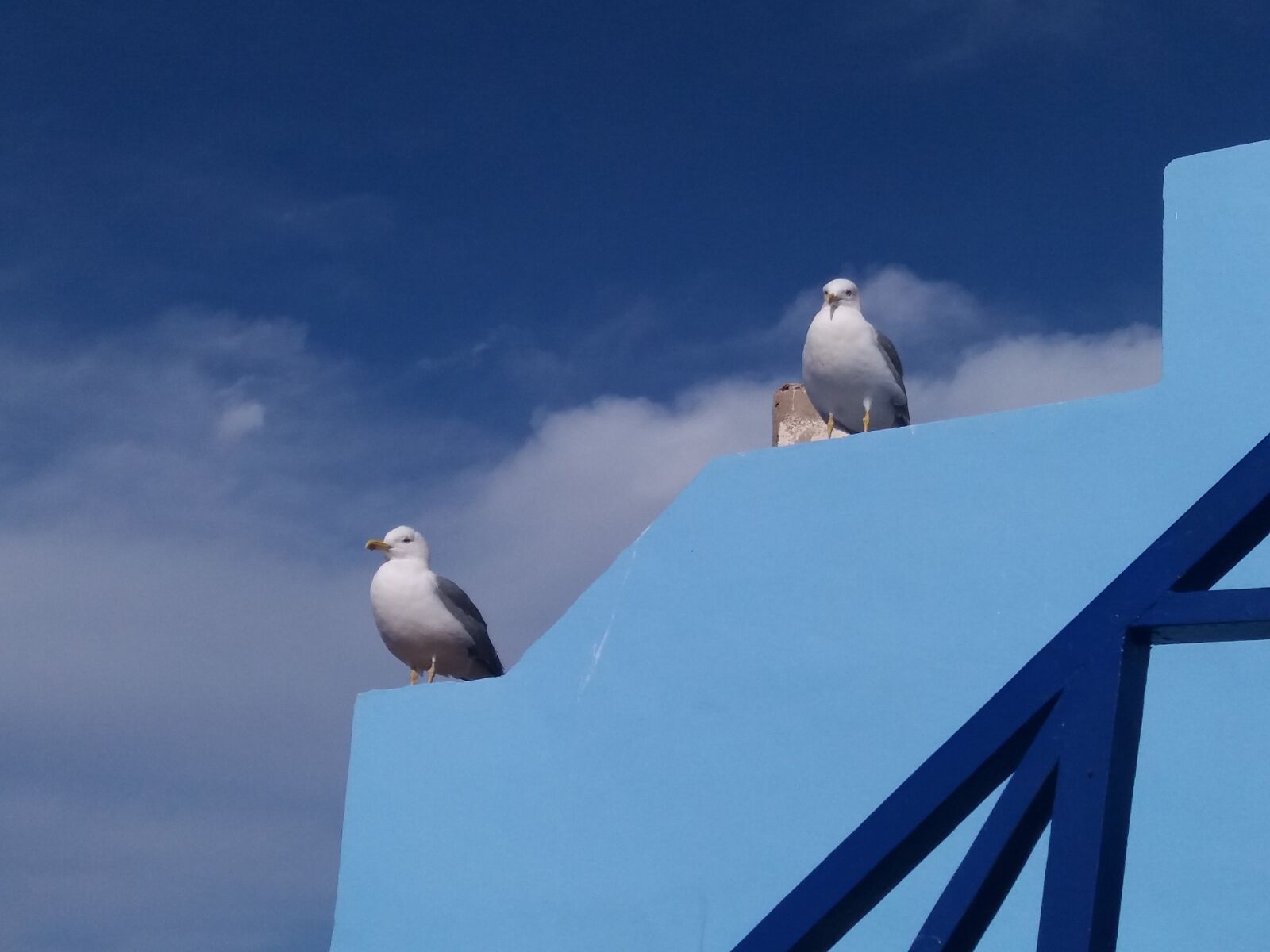 Samsung Galaxy J5(2016) sample photo. Gaviotas, cielo, aves photography