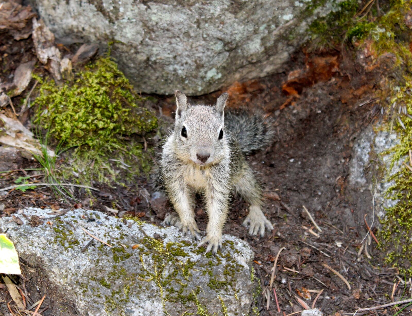 Canon EOS 600D (Rebel EOS T3i / EOS Kiss X5) sample photo. Squirrel, woods, hike photography