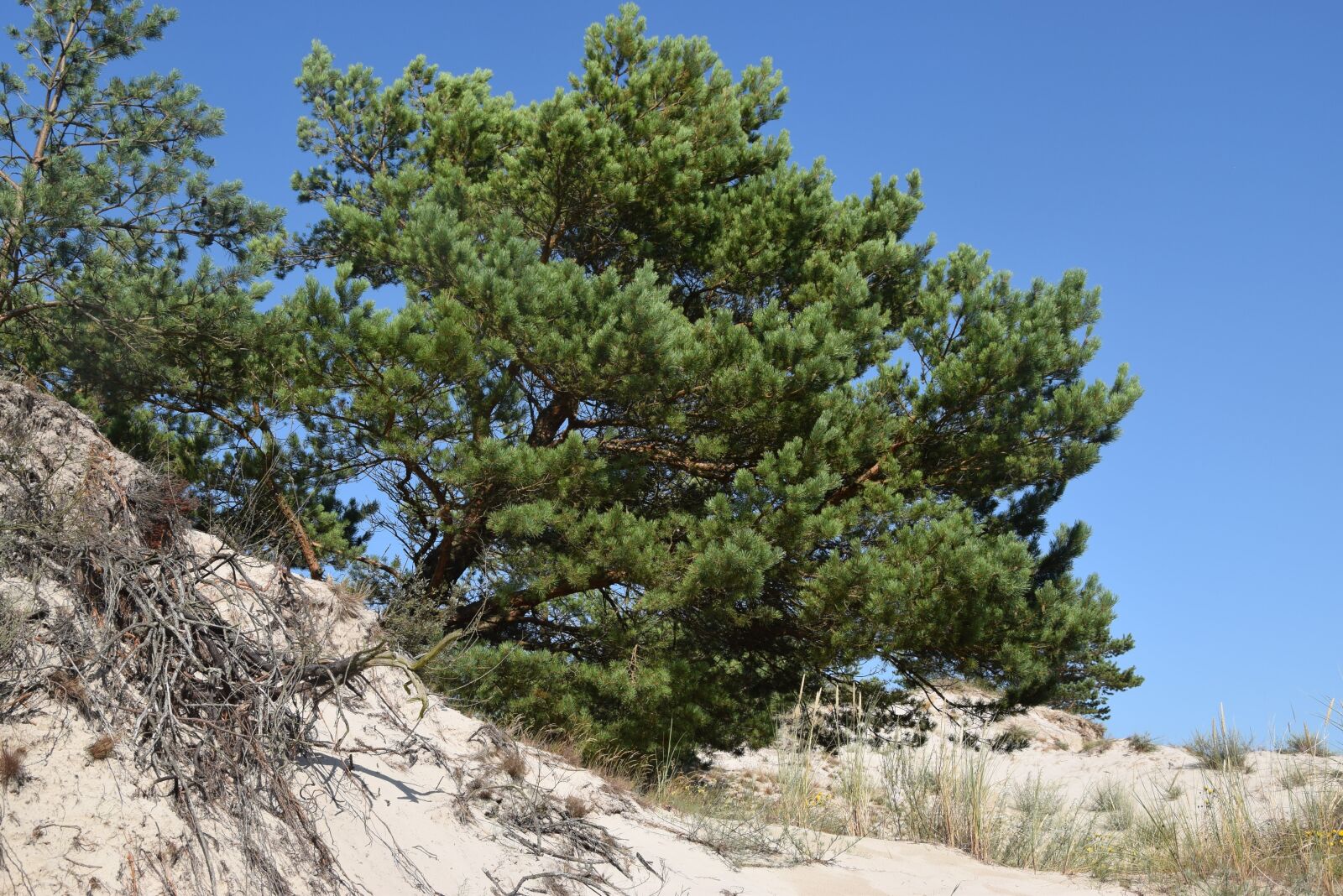 Nikon D5300 sample photo. Landscape, sky, the sand photography