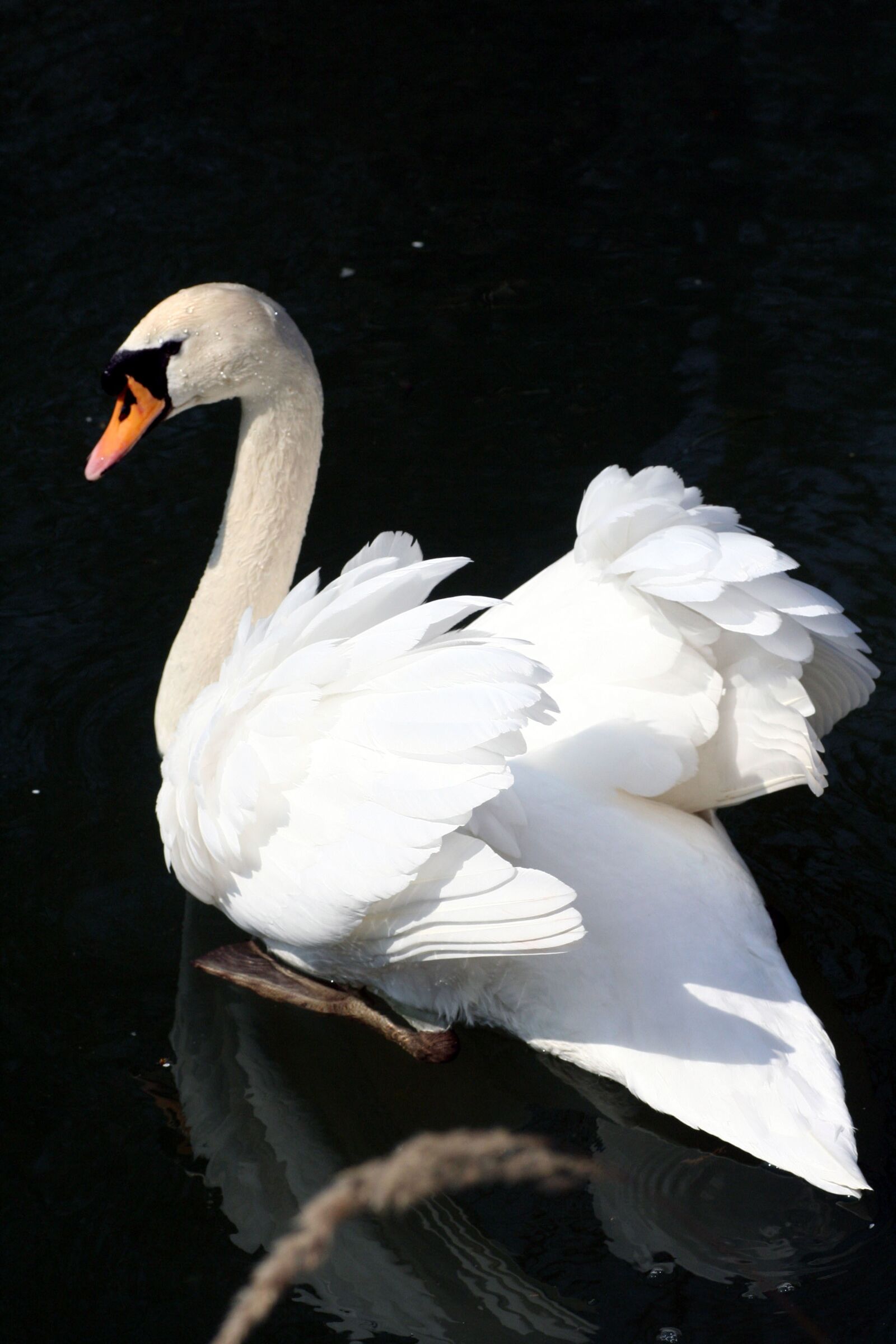Canon EOS 350D (EOS Digital Rebel XT / EOS Kiss Digital N) sample photo. Swan, river, landscape photography