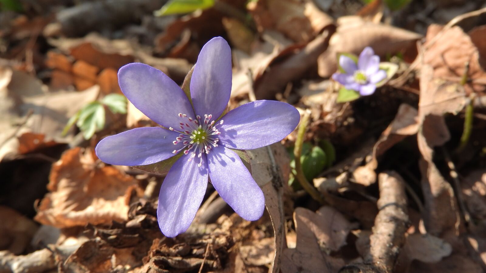 Nikon Coolpix P610 sample photo. Hepatica nobilis, anemone hepatica photography