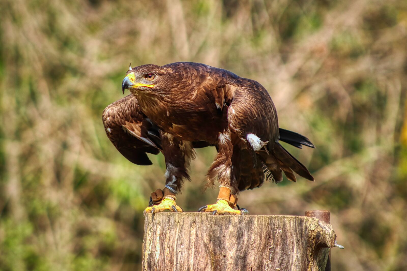 Canon EF75-300mm f/4-5.6 sample photo. Zoo, adler, bird of photography