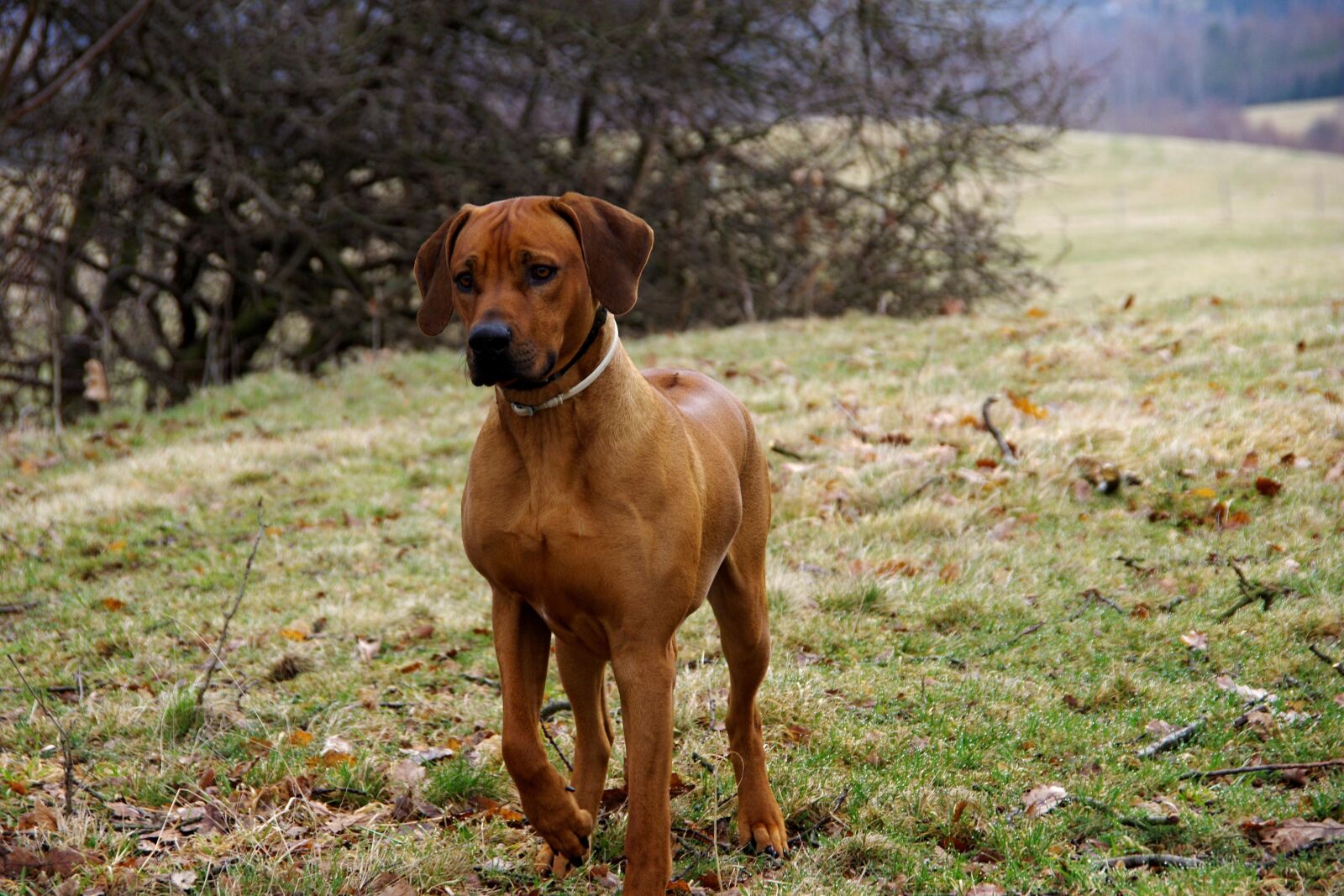 Pentax K-3 sample photo. Dog, ridgeback, rhodesian photography