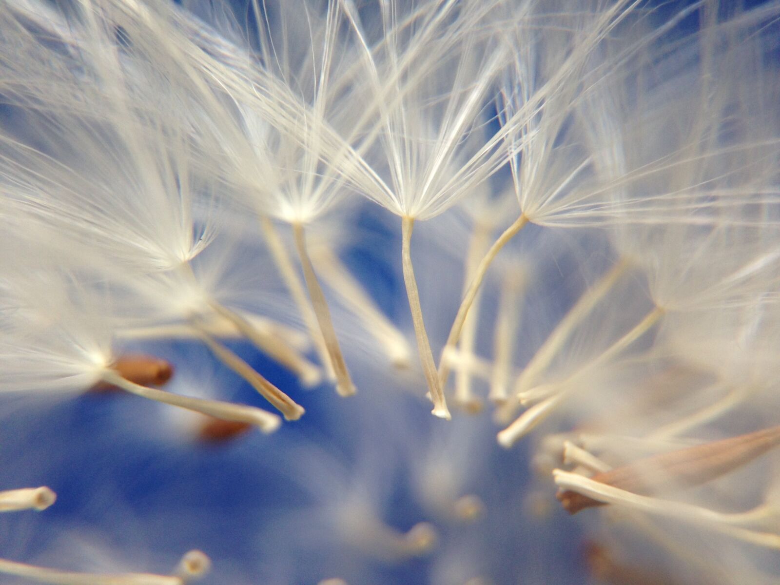 iPhone 5 back camera 4.12mm f/2.4 sample photo. Dandelion, flower, light photography