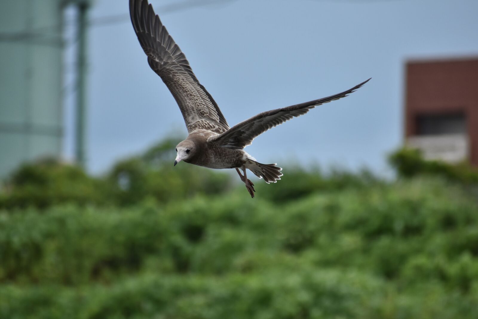 Nikon D7200 sample photo. Animal, sea, beach photography