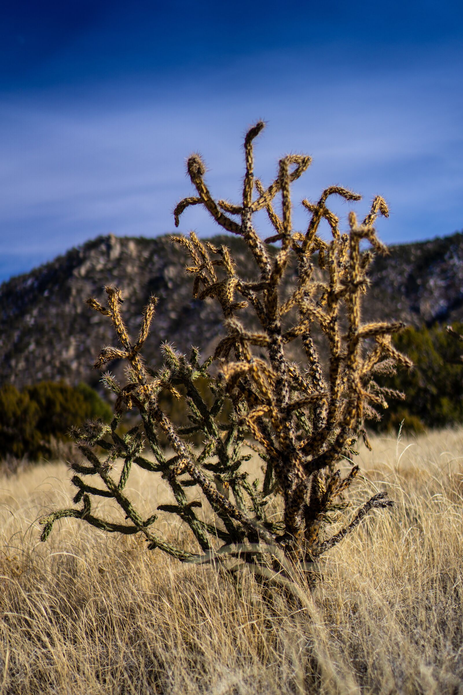 Sony a6000 + Sony E 35mm F1.8 OSS sample photo. New mexico, abq, manzanos photography